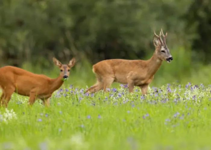 Monasteriohome Apto3 *